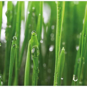 Ausverkauf Vliestapete Wassertropfen an Grashalmen 400 x 267 cm