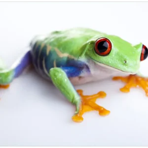 Direkt Vom Hersteller Vliestapete Lustiger Frosch in grün und orange 400 x 267 cm