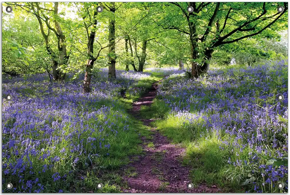 Gartenposter Blaues Hasenglöckchen im Wald Rund. 90 cm Durchmesser Heißes Angebot