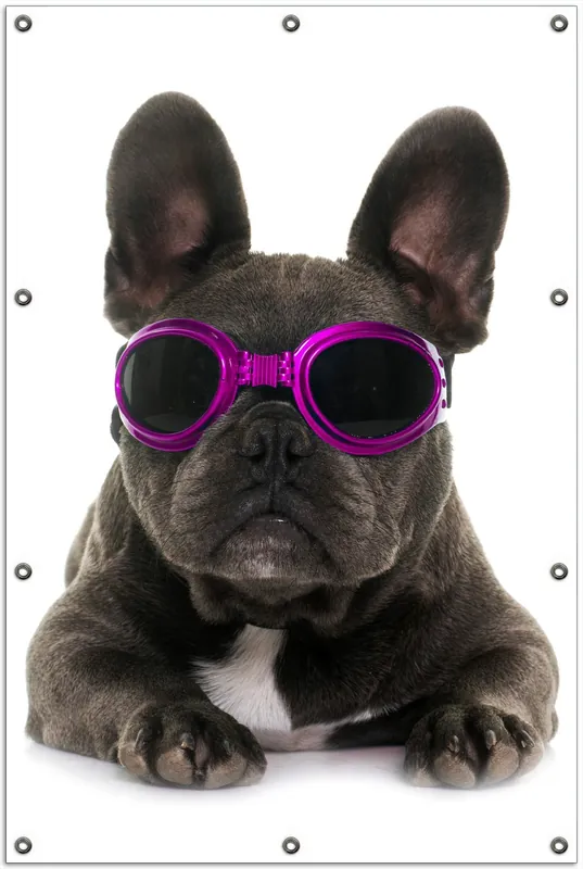 Gartenposter Cooler Hund mit Sonnenbrille in pink - Französische Bulldogge 100 x 150 cm Neuheit