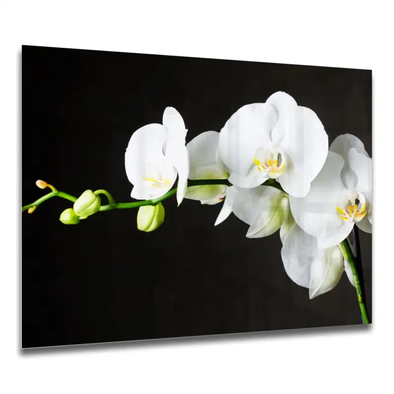 Küchenrückwände Weiße Orchideen 60x40 Jetzt Bestellen