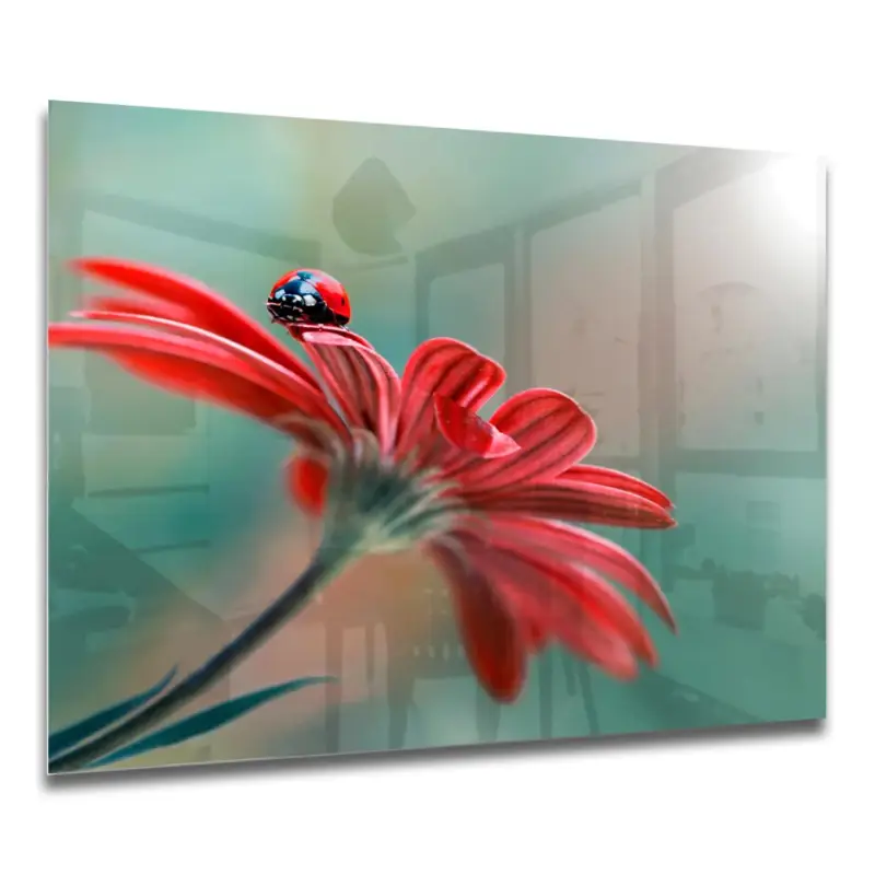 Schnäppchen Küchenrückwände Marienkäfer auf roter Blume 60x40